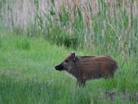 Sus scrofa 63, Wild zwijn, Saxifraga-Tom Heijnen