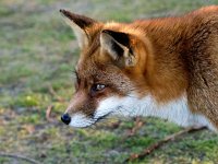 Vulpes vulpes 178, Vos, Saxifraga-Bart Vastenhouw