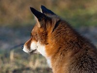 Vulpes vulpes 184, Vos, Saxifraga-Bart Vastenhouw