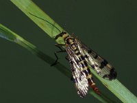 Mecoptera, Schorpioenvliegen, Scorpionflies