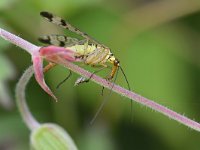 Panorpa communis 11, Gewone schorpioenvlieg, Saxifraga-Tom Heijnen