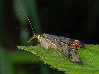 Panorpa communis 3, Schorpioenvlieg, Saxifraga-Ab H Baas