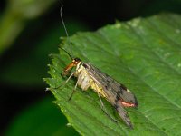 Panorpa communis 4, Schorpioenvlieg, Saxifraga-Ab H Baas