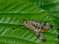 Panorpa communis 7, Schorpioenvlieg, Saxifraga-Ab H Baas