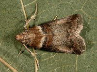 Acrobasis tumidana  3, Saxifraga-Ab H. Baas