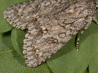 Acronicta aceris 11, Bont schaapje, Saxifraga-Ab H Baas