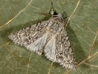 Acronicta aceris 14, Bont schaapje, Saxifraga-Ab H Baas