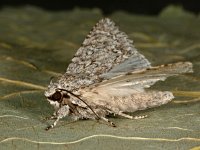 Acronicta aceris 15, Bont schaapje, Saxifraga-Ab H Baas