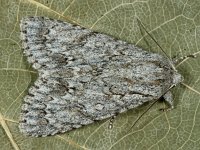 Acronicta aceris 7, Bont schaapje, Saxifraga-Ab H Baas