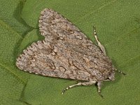 Acronicta aceris 9, Bont schaapje, Saxifraga-Ab H Baas