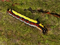 191_09, Apatele psi : Acronicta psi, psi-uil, caterpillar