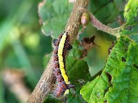 Acronicta psi 8, Psi-uil, Saxifraga-Ben Delbaere