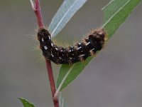 Acronicta rumicis 7, Zuringuil, Saxifraga-Luuk Vermeer