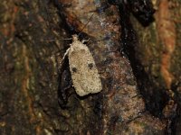 Agonopterix arenella 2, Bleke kaartmot, Saxifraga-Joep Steur