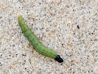 Agonopterix cnicella