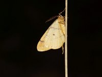 Agriopis aurantiaria 8, male, Najaarsspanner, Saxifraga-Joep Steur