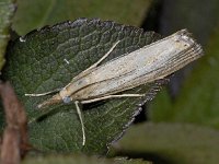 Agriphila straminella 10, Blauwooggrasmot, Saxifraga-Ab H Baas