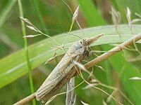 Agriphila tristella 19, Variabele grasmot, Saxifraga-Ben Delbaere