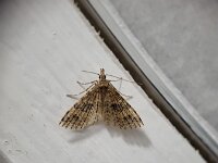 Alucita hexadactyla 5, Waaiermot, Saxifraga-Ben Delbaere