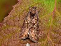 Autographa gamma 29, Gamma-uil, Saxifraga-Tom Heijnen