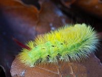 Calliteara pudibunda 30, Meriansborstel, caterpillar, Saxifraga-Hans Dekker