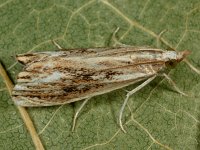 Catoptria verellus 2, Saxifraga-Ab H Baas