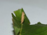 Coleophora serratella 7, Bruingrijze kokermot, Saxifraga-Joep Steur