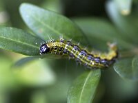 Caterpillar of Box tree moth (Cydalima perspectalis) on Boxwood  On Boxwood (Buxus sempervirens) : Box tree moth, Boxwood, Buxus sempervirens, caterpillar, Cydalima perspectalis, moth, pest, wildlife
