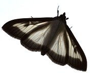 Box tree moth (Cydalima perspectalis), cut out  Cydalima perspectalis : Box tree moth, Cydalima perspectalis, insect, moth, pest, wildlife, cut out, close-up