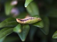 Pupa of Box tree moth (Cydalima perspectalis)  Pupa of Box tree moth (Cydalima perspectalis) ) : box, box tree, Box tree moth, Boxwood, buxus, Buxus sempervirens, Cydalima perspectalis, leaves, moth, natural, nature, pest, pupa