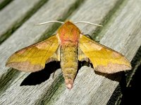 Deilephila porcellus 19, Klein avondrood, Saxifrga-Bart Vastenhouw