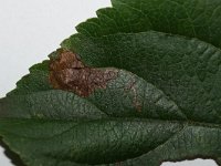 Ectoedemia atricollis 1, Zwartkopblaasmijnmot, Saxifraga-Joep Steur