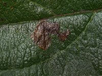 Ectoedemia atricollis 2, Zwartkopblaasmijnmot, Saxifraga-Joep Steur