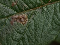 Ectoedemia atricollis 4, Zwartkopblaasmijnmot, Saxifraga-Joep Steur