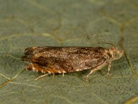 Epinotia abbreviana 12, Oranje oogbladroller, Saxifraga-Ab H Baas