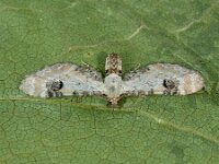 Eupithecia centaureata 3, Zwartvlekdwergspanner, Saxifraga-Ab H. Baas