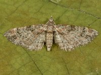 Gymnoscelis rufifasciata 13, Zwartkamdwergspanner, Saxifraga-Ab H Baas