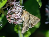 Helicoverpa armigera 3, Katoendaguil, Saxifraga-Bart Heijne