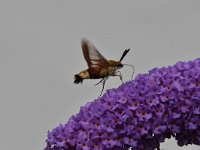 Hemaris fuciformis 41, Glasvleugelpijlstaart, Saxifraga-Luuk Vermeer