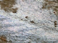 Hepialus humuli 2, Hopwortelboorder, Saxifraga-Ab H Baas