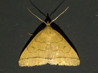 Herminia tarsipennalis 3, Lijnsnuituil, Saxifraga-Bart Vastenhouw