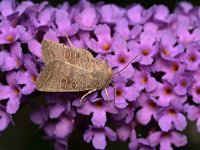 Hoplodrina ambigua 7, Zuidelijke stofuil, Saxifraga-Tom Heijnen