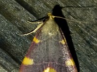 Hypsopygia costalis 2, Triangelmot, Saxifraga-Bart Vastenhouw