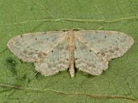 Idaea dimidiata 2, Vlekstipspanner, Saxifraga-Ab H Baas