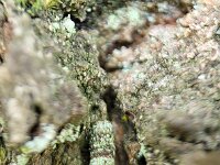Luffia ferchaultella