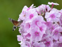 Macroglossum stellatarum 21, Kolibrivlinder, Saxifraga-Tom Heijnen