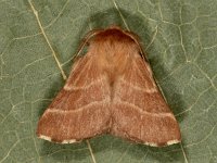 Malacosoma neustria 15, Ringelrups, Saxifraga-Ab H Baas