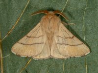 Malacosoma neustria 16, Ringelrups, Saxifraga-Ab H Baas