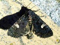 Melanchra persicariae 9, Perzikkruiduil, Saxifraga-Bart Vastenhouw