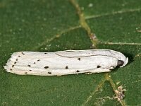 Myelois circumvoluta